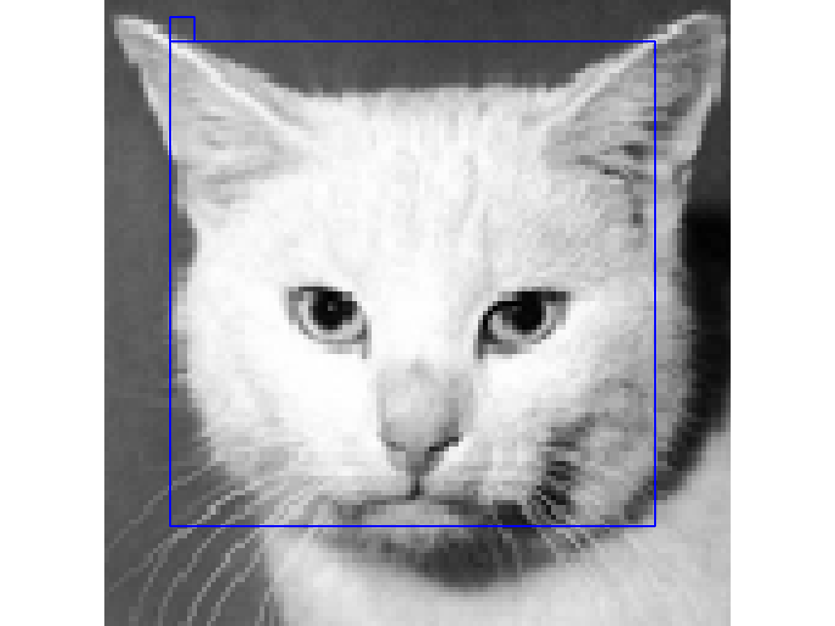 Серо-белая кошка с голубыми глазами породистая гладкошерстная