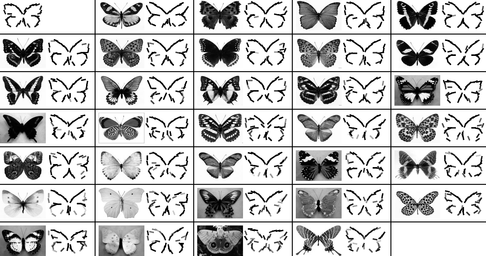 active basis template for butterfly