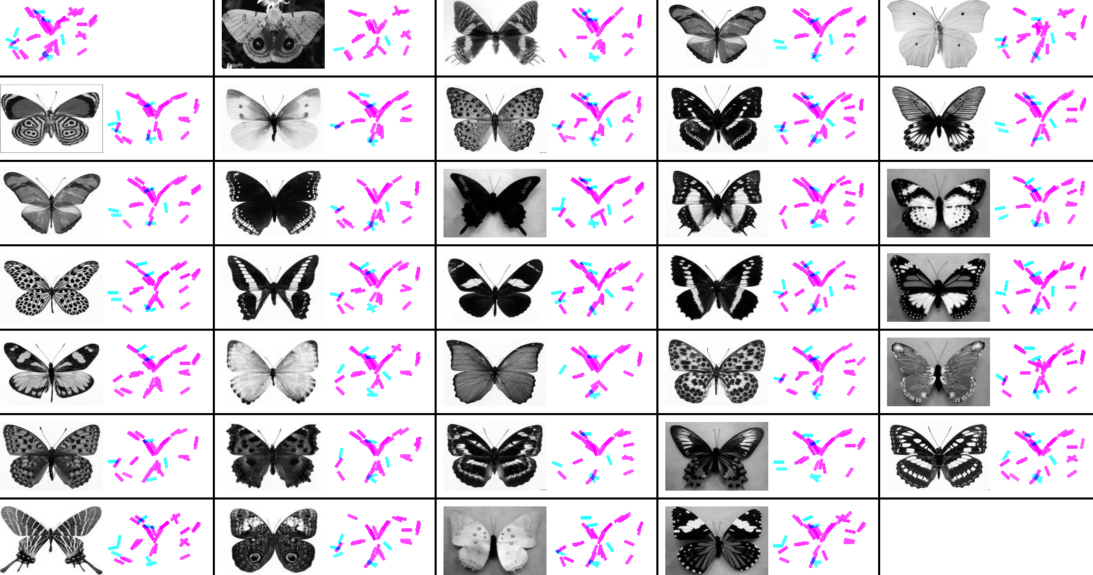 adaboost template for butterfly