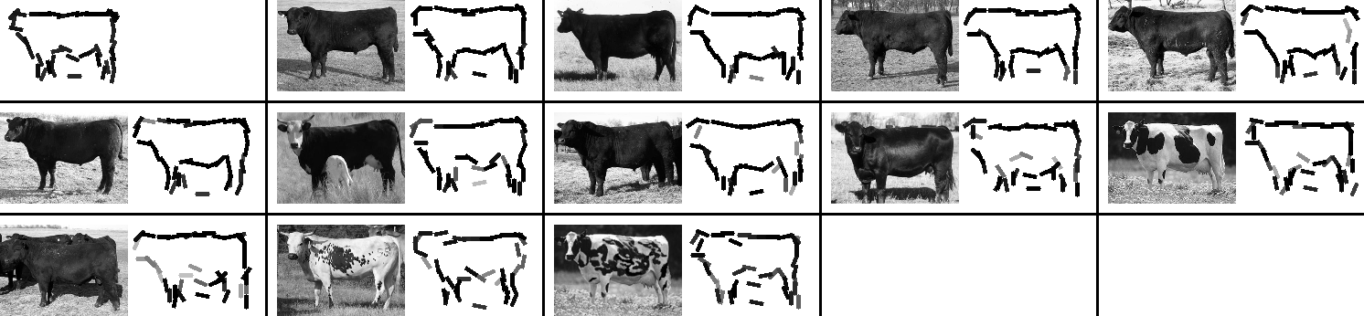 active basis template for cow