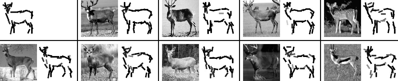 active basis template for deer