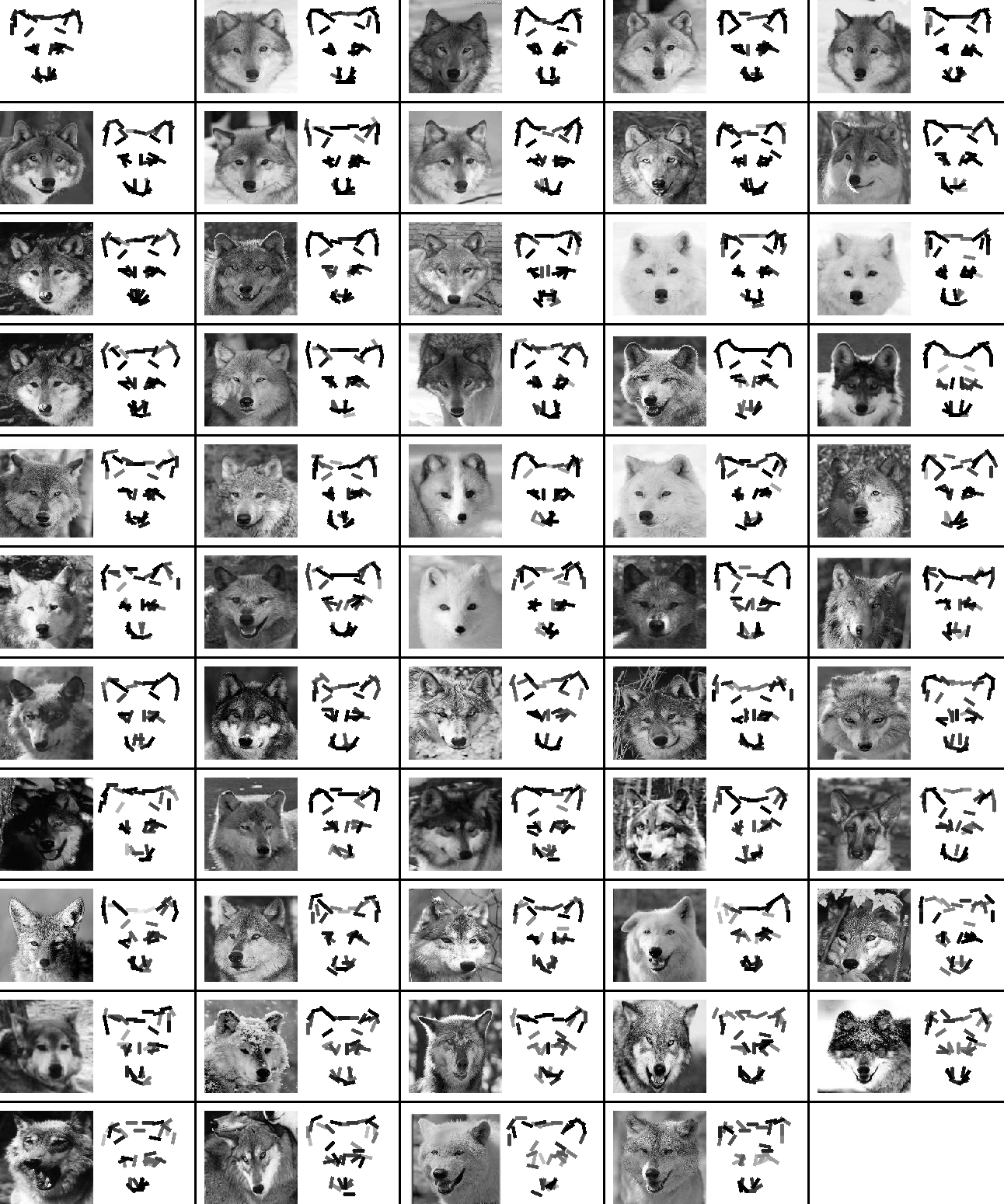 active basis template for wolf head